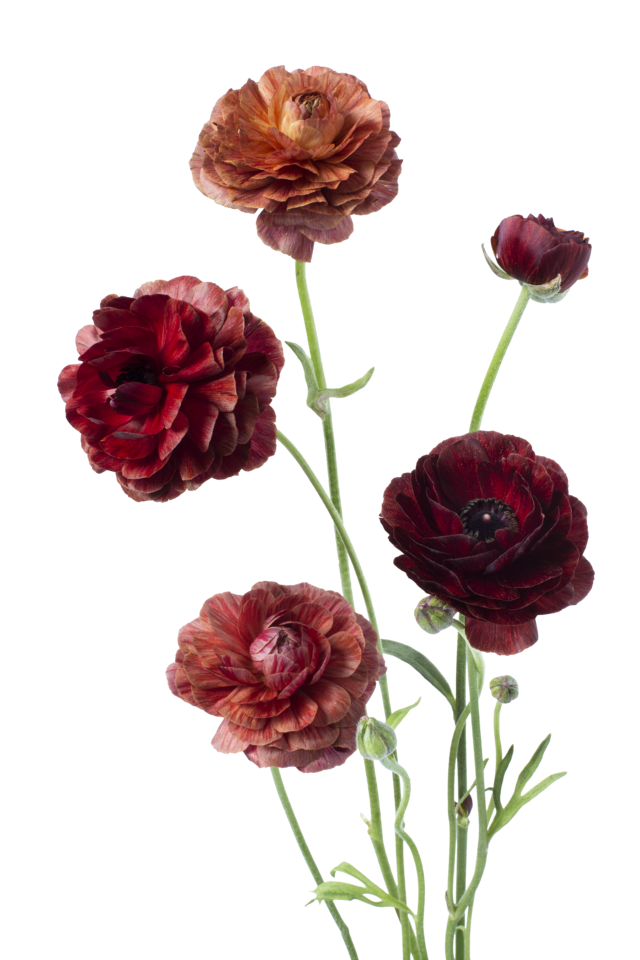 Studio Putnam Flower Channel