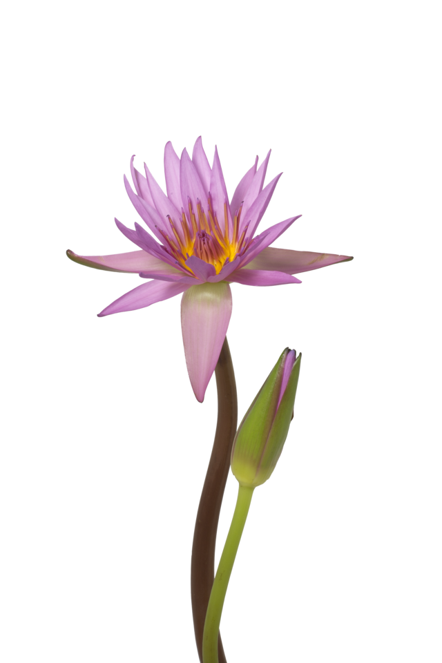 Studio Putnam Flower Channel