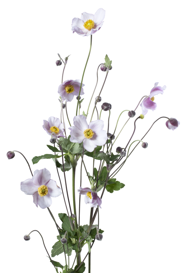 Studio Putnam Flower Channel