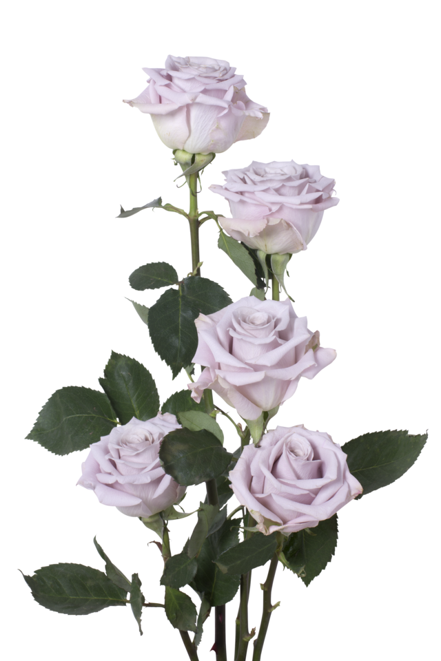 Studio Putnam Flower Channel