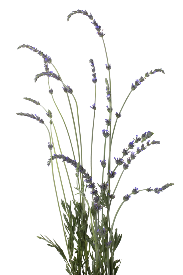 Studio Putnam Flower Channel