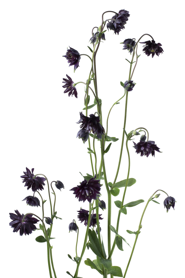 Studio Putnam Flower Channel