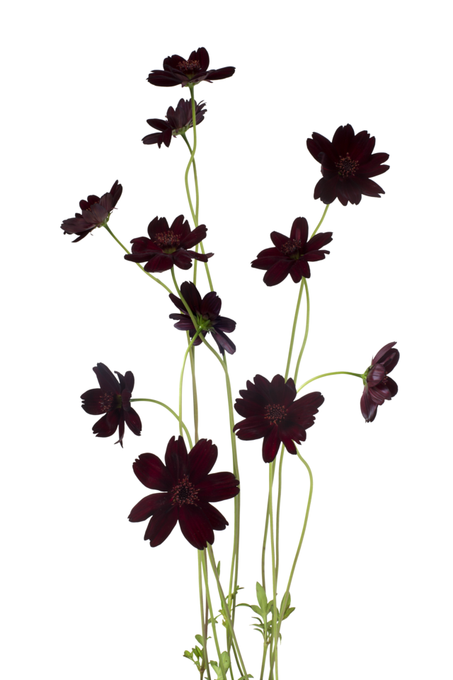 Studio Putnam Flower Channel