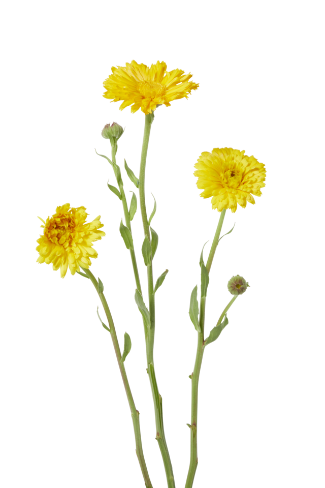 Studio Putnam Flower Channel