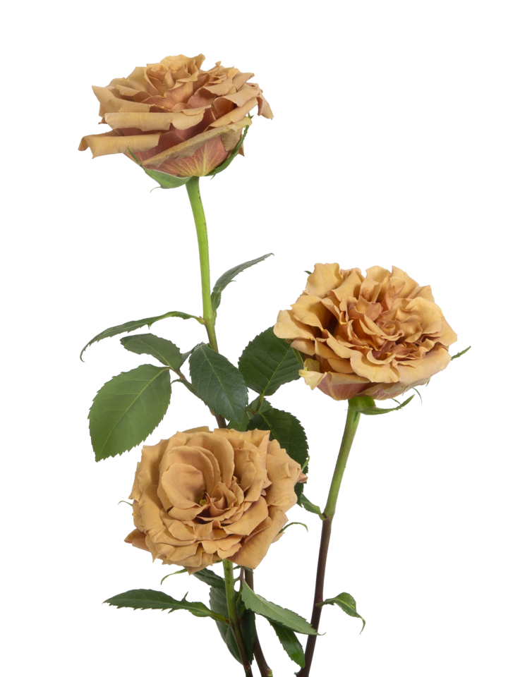 Studio Putnam Flower Channel