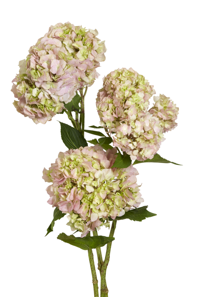 Studio Putnam Flower Channel