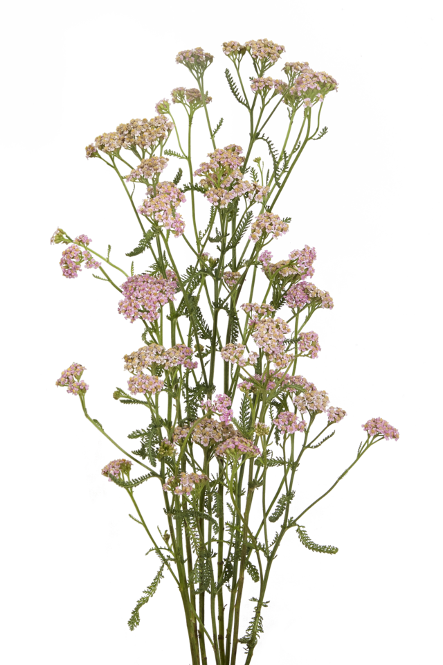 Studio Putnam Flower Channel