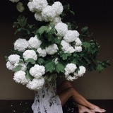 EvelinaFlorenceFlowers